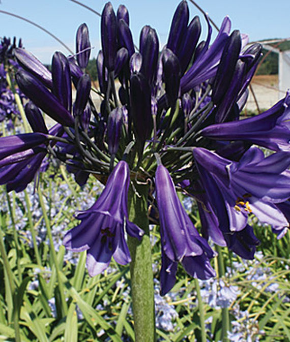 Agapanthus orientalis, Black Pantha
